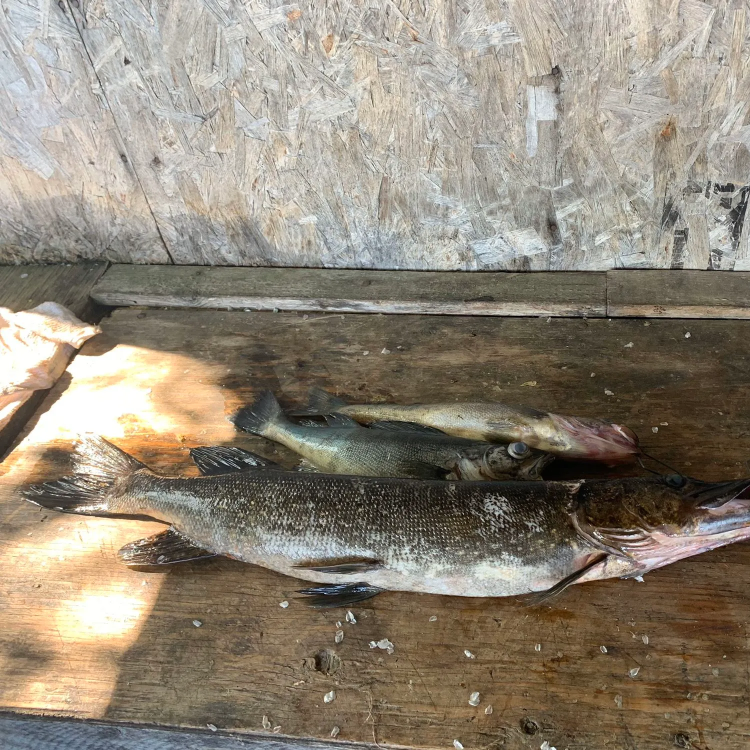 recently logged catches