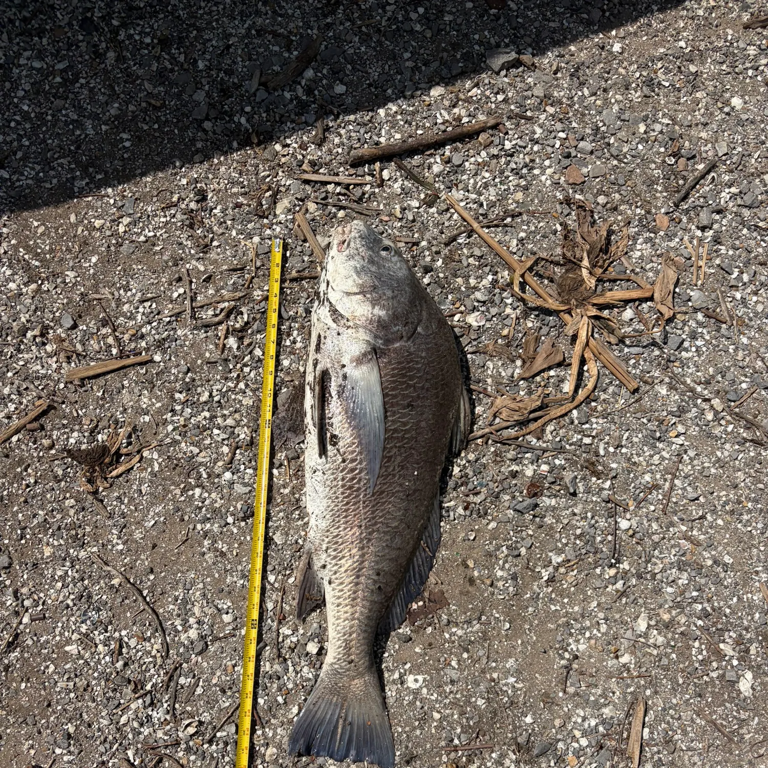 Black drum caught on Fishbrain