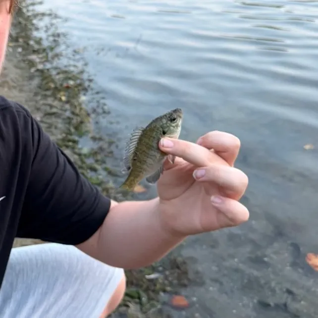 Bluegill caught on Fishbrain