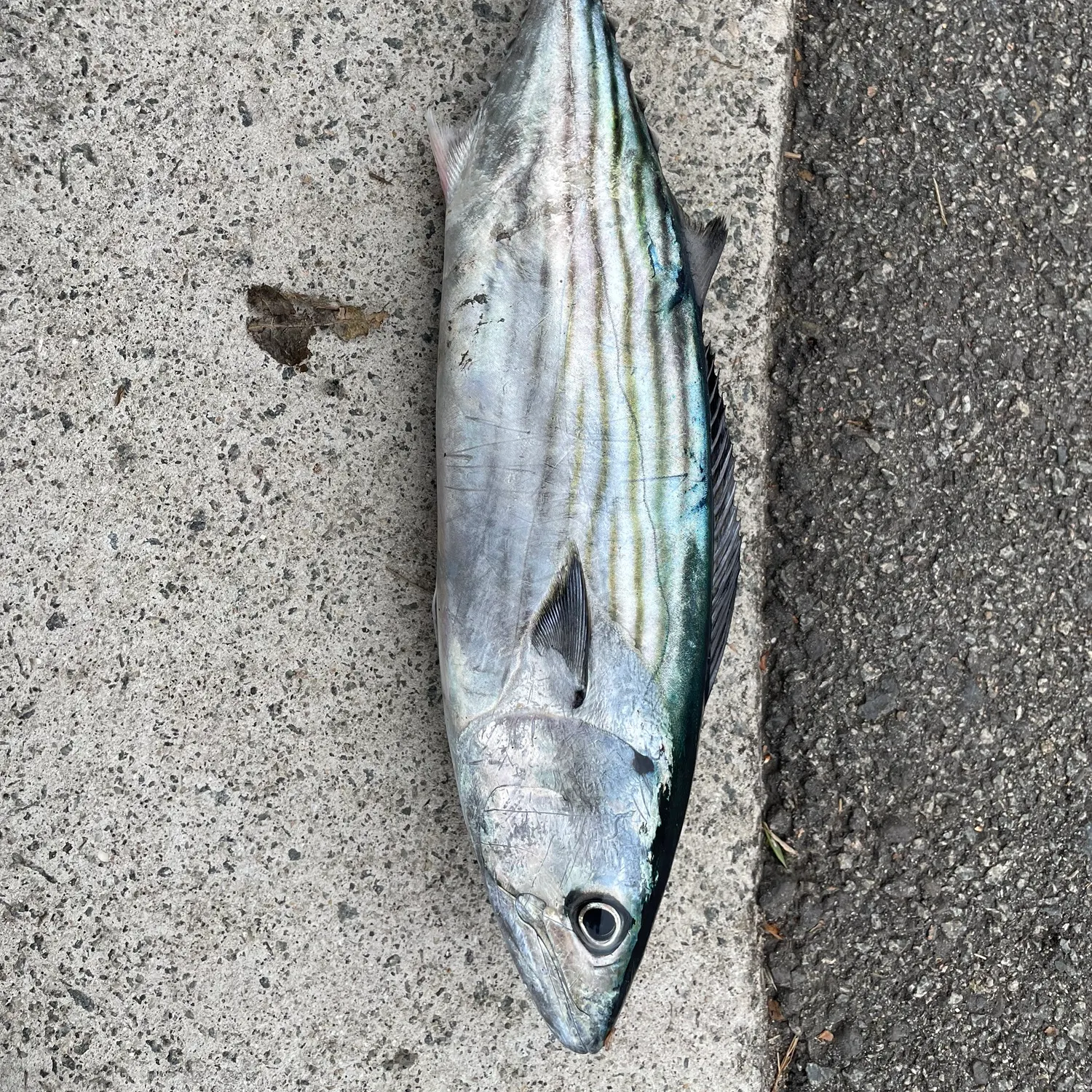 The most recent Eastern Pacific bonito catches on Fishbrain