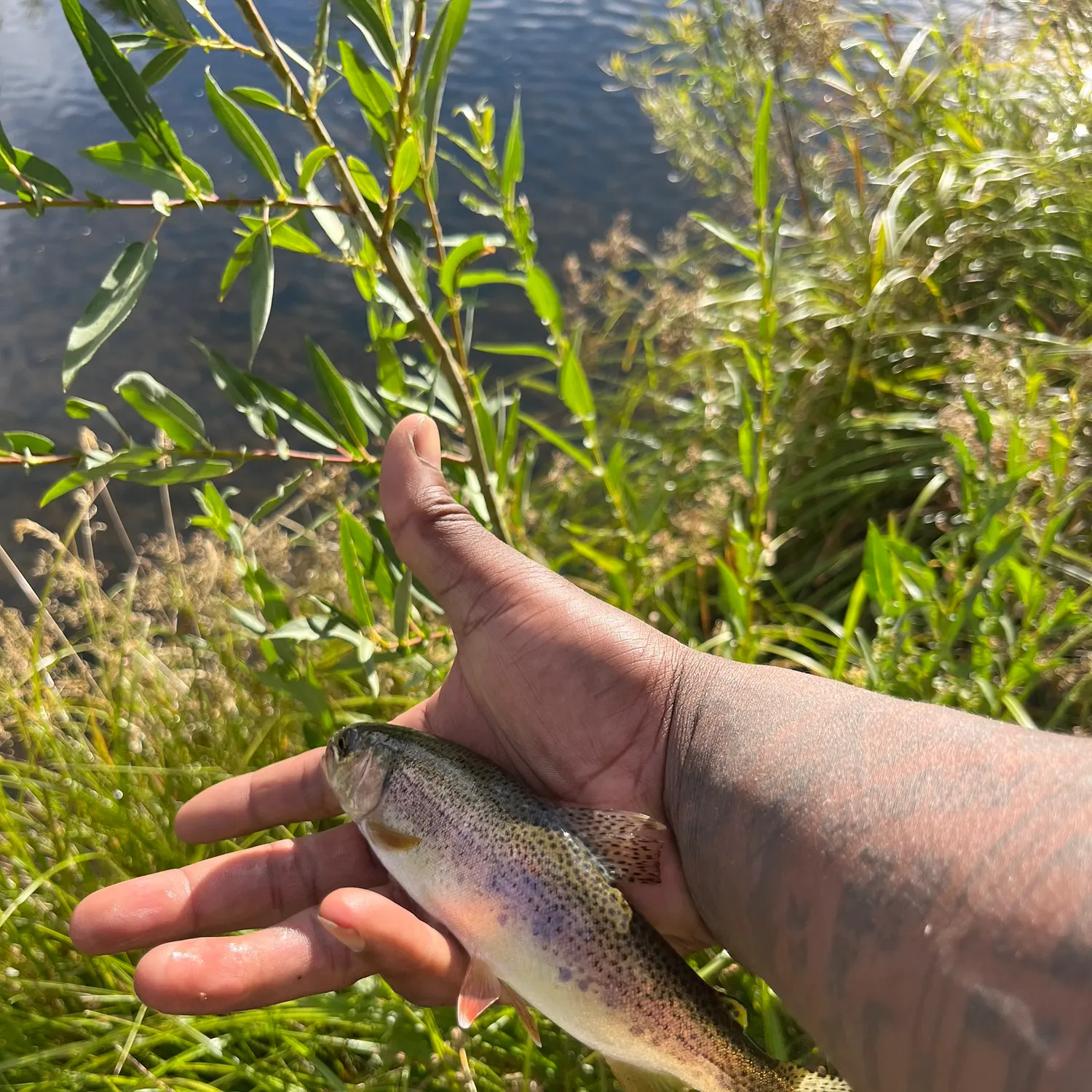 Rainbow trout caught on Fishbrain