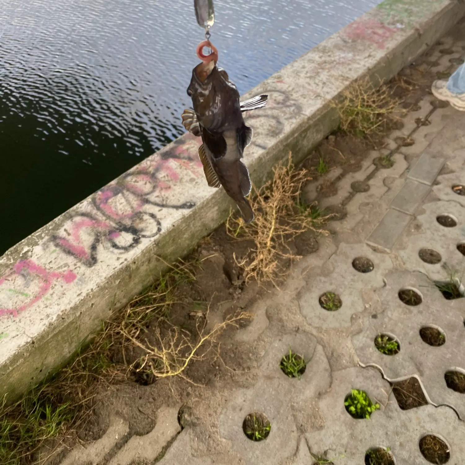 The most recent Round goby catches on Fishbrain