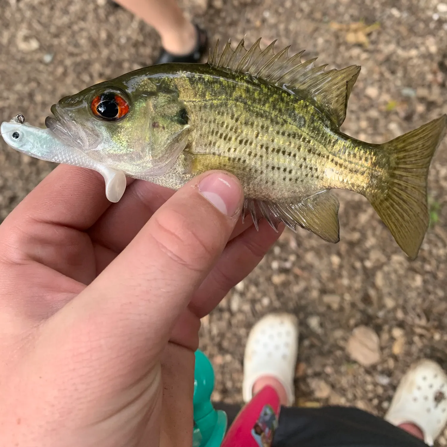 Rock bass caught on Fishbrain