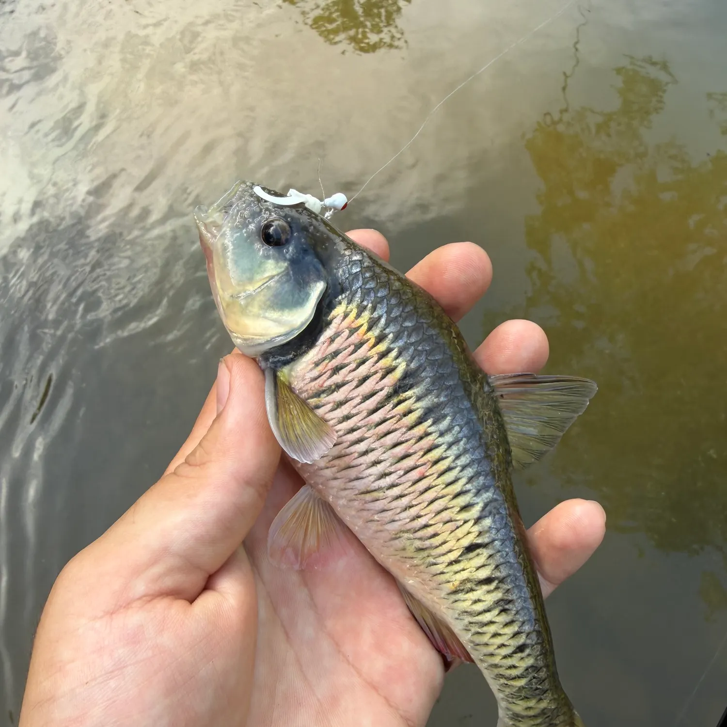 The most recent Common shiner catches on Fishbrain