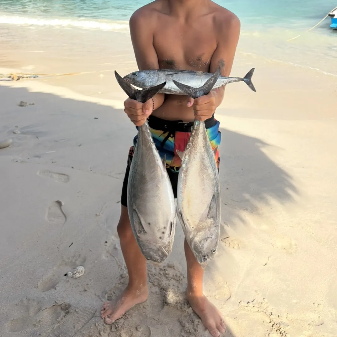 The most recent Southern bluefin tuna catches on Fishbrain