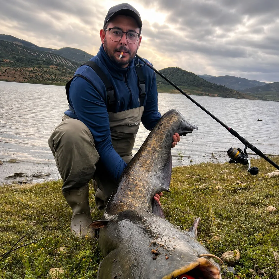 The most recent Wels catfish catches on Fishbrain