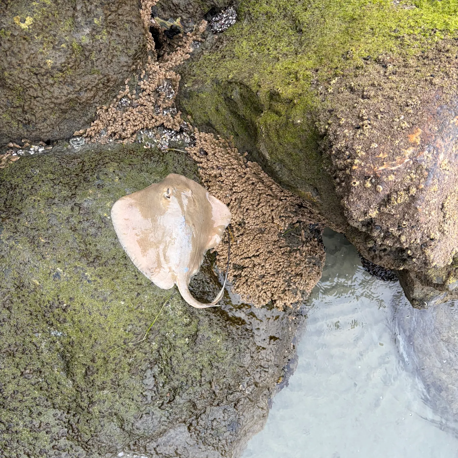 The most recent Diamond stingray catches on Fishbrain