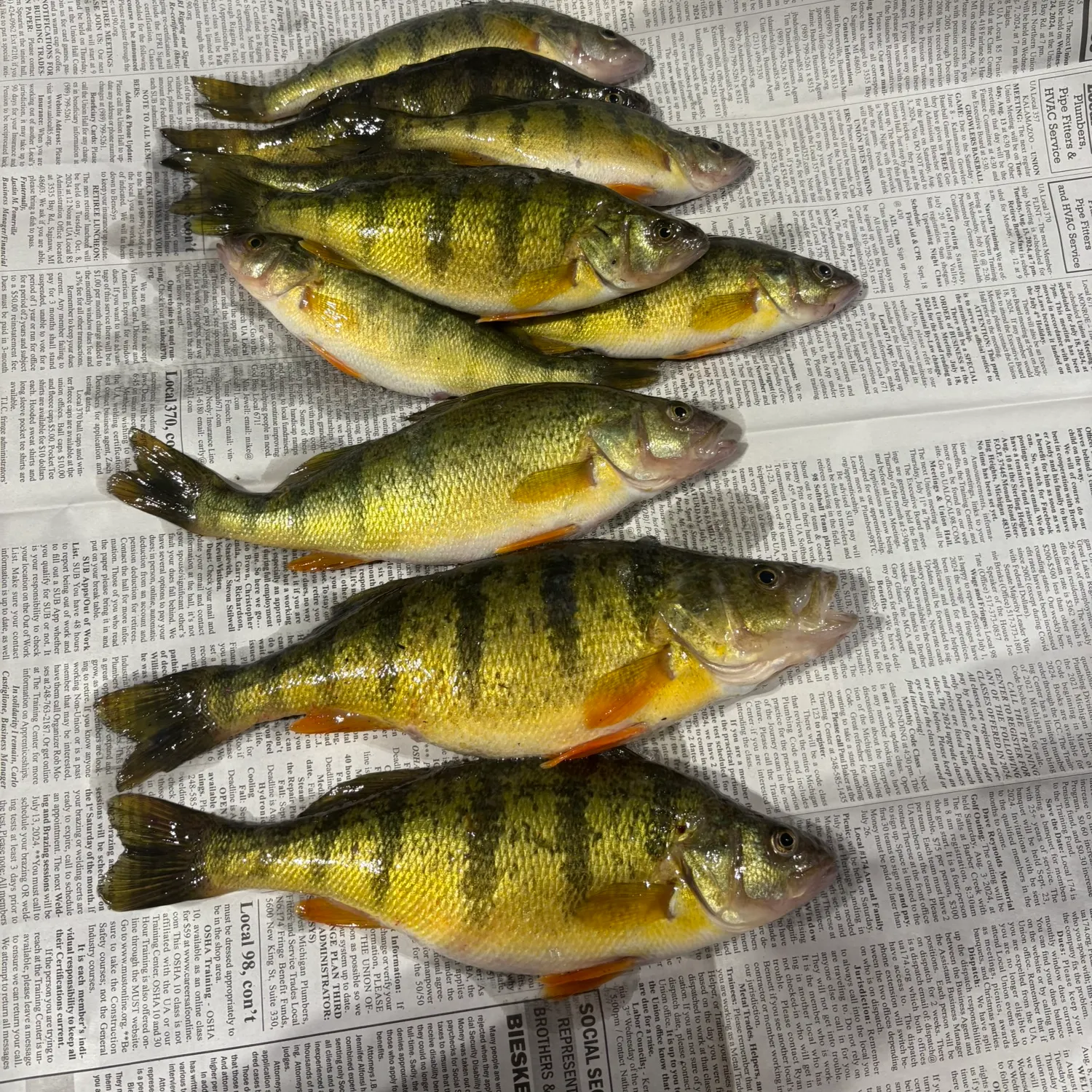 recently logged catches