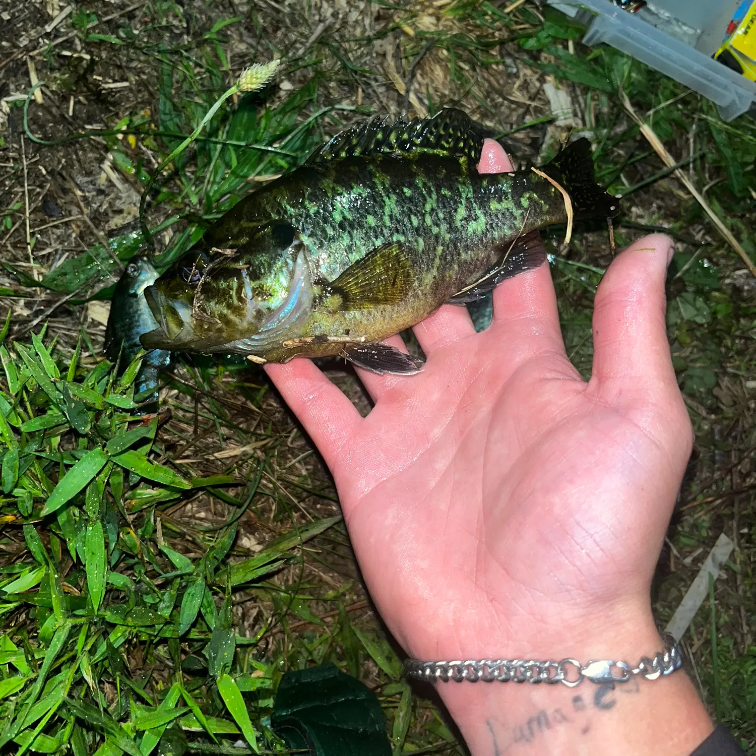 angler catch