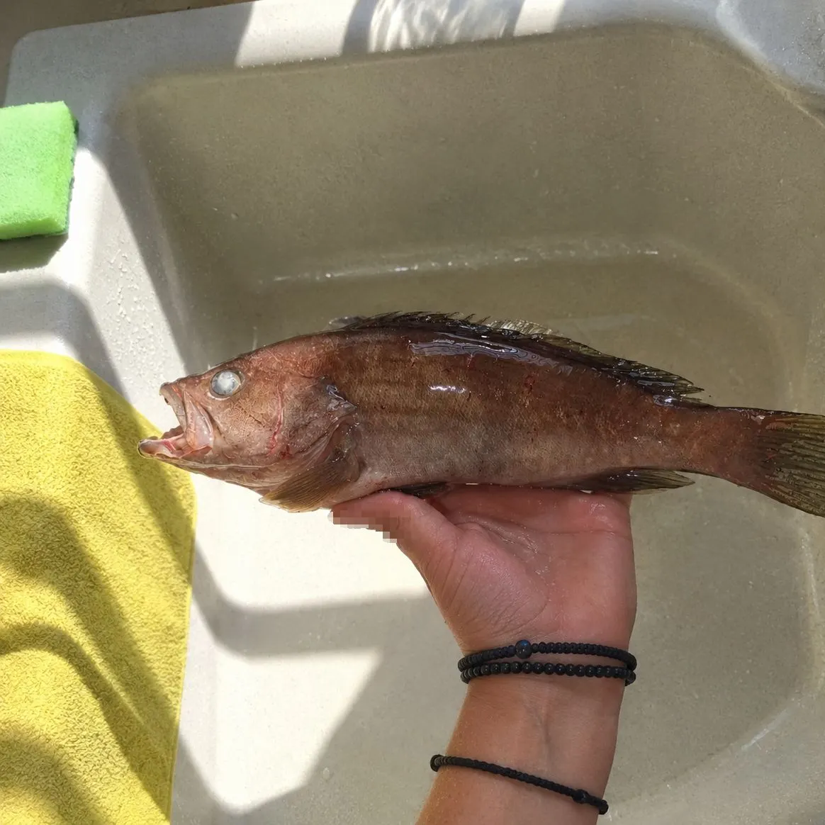The most recent Blacktip grouper catches on Fishbrain