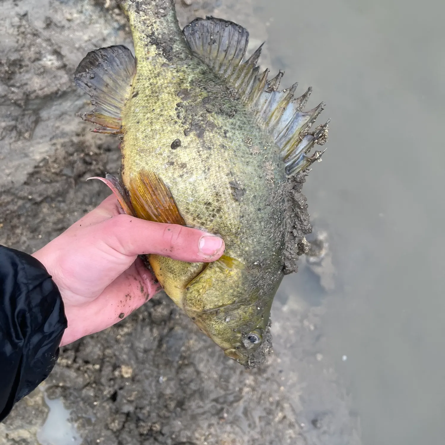 The most recent Golden perch catches on Fishbrain