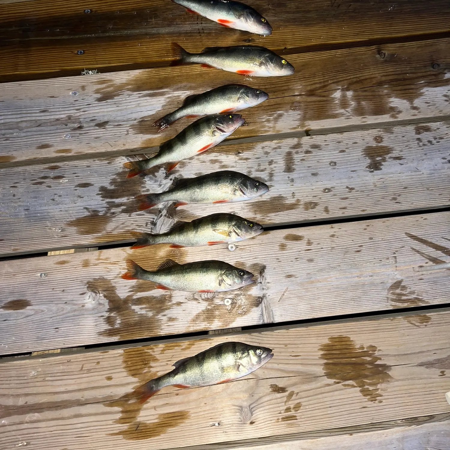 recently logged catches