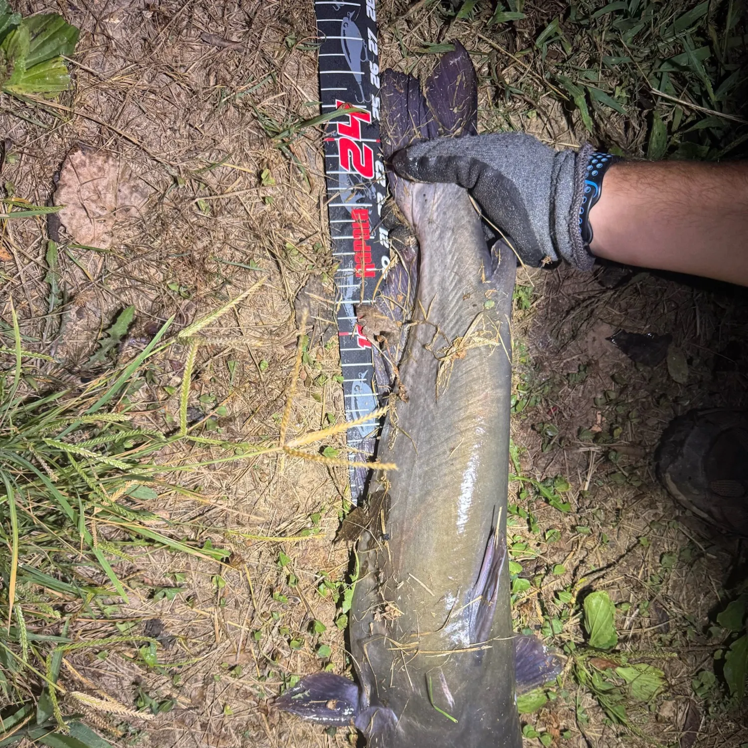 Channel catfish caught on Fishbrain