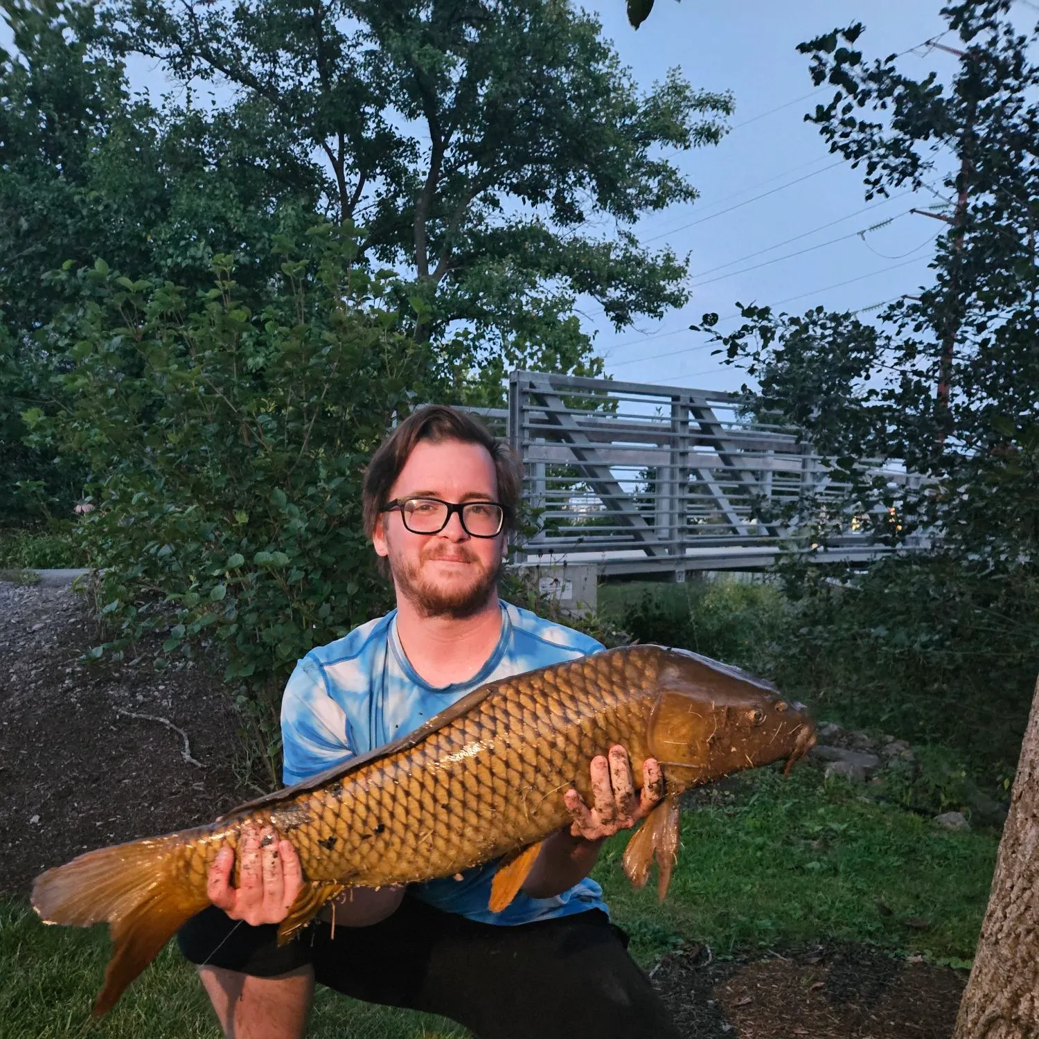 Common carp caught on Fishbrain
