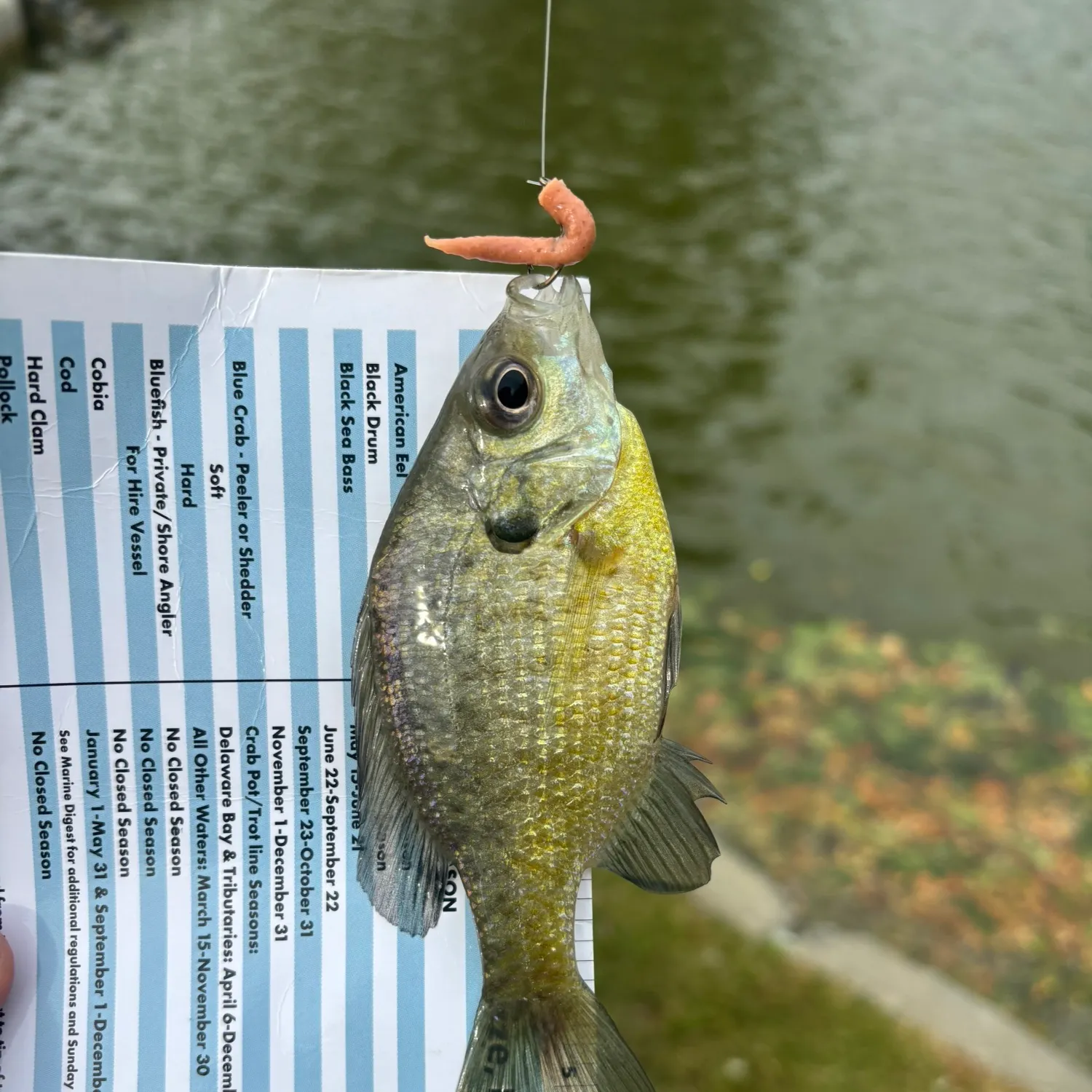 Bluegill caught on Fishbrain
