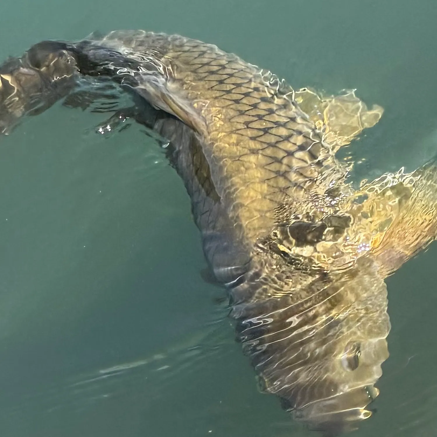 Koi x common carp caught on Fishbrain