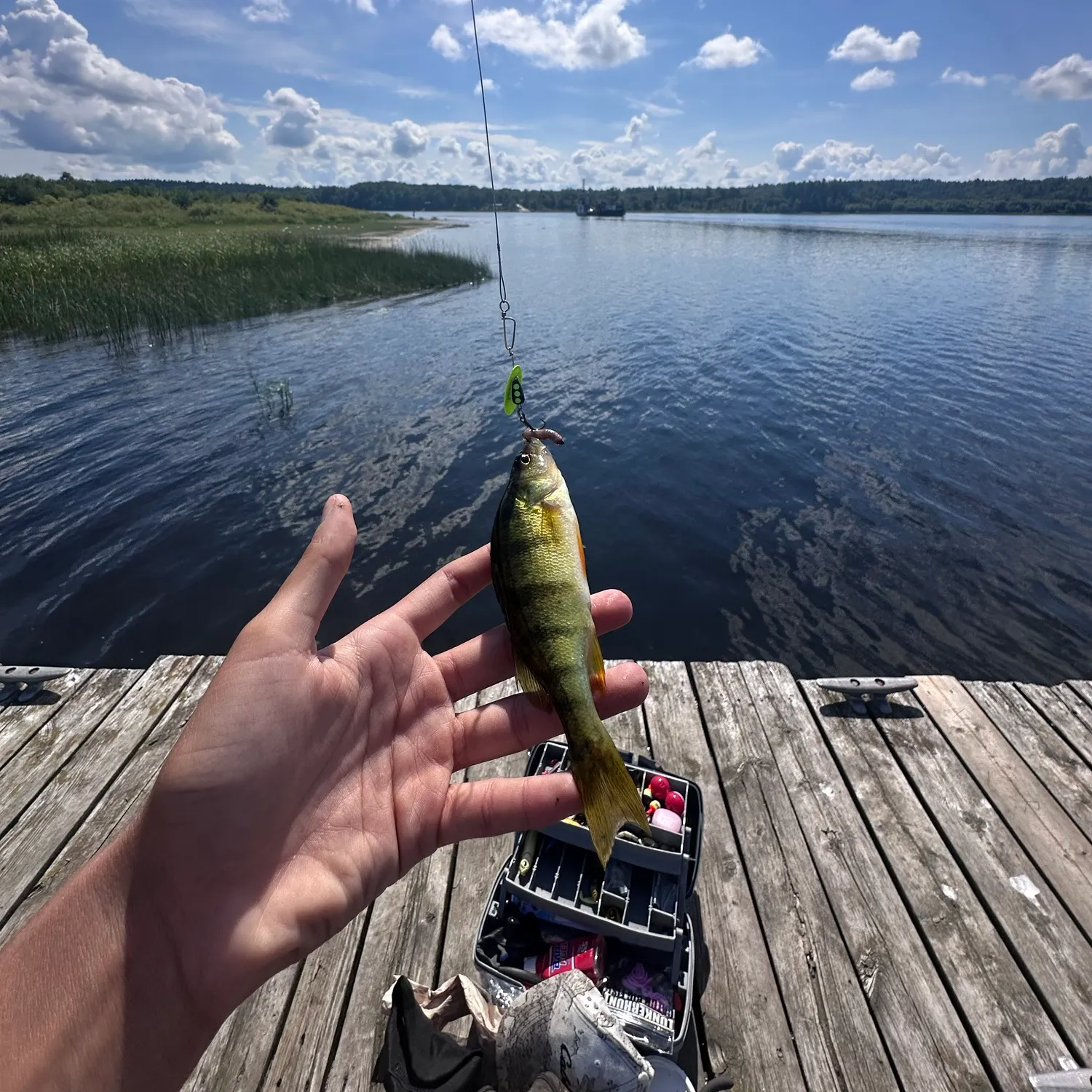 Yellow perch caught on Fishbrain