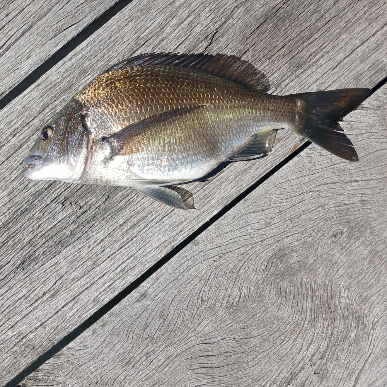 Southern black bream caught on Fishbrain