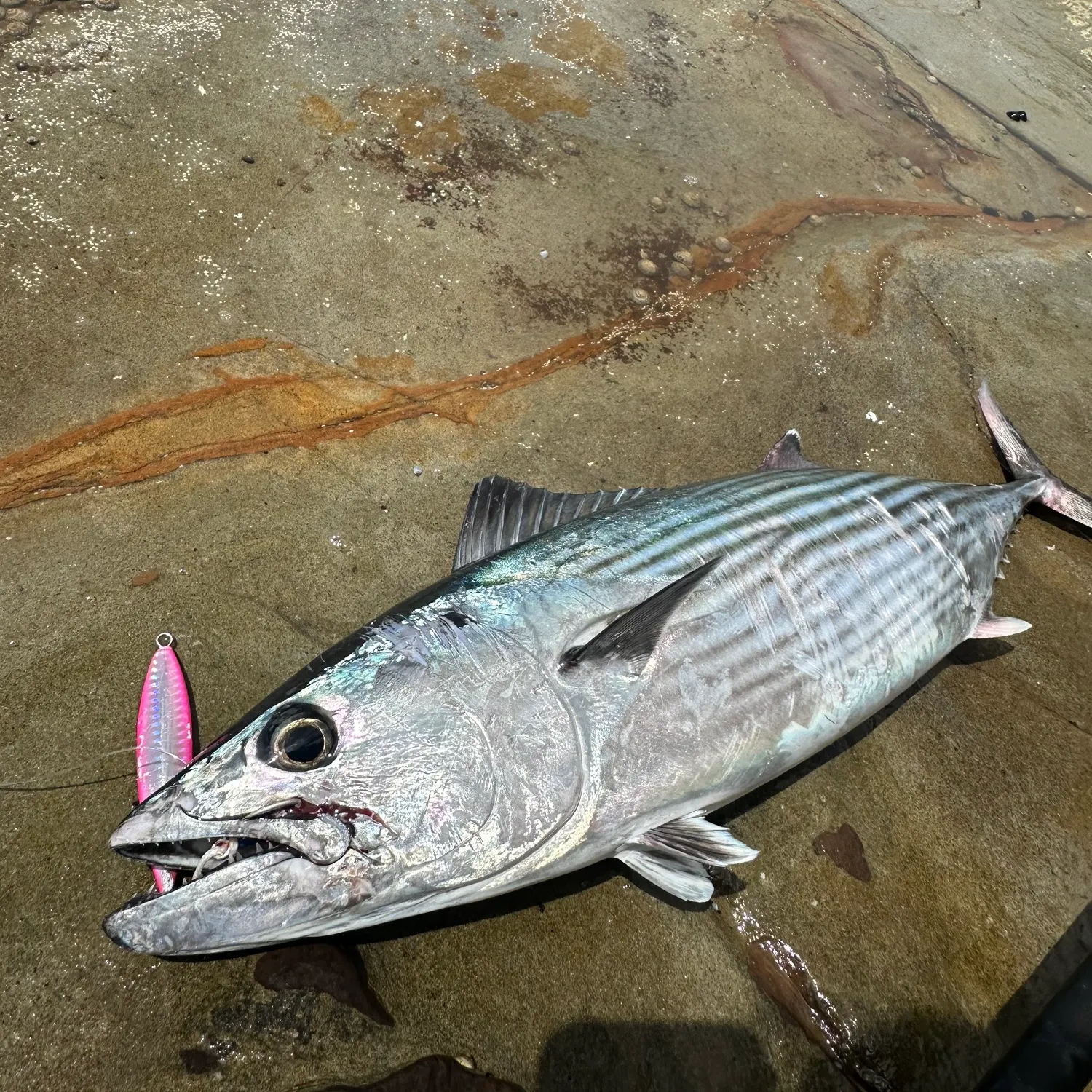 The most recent Striped bonito catches on Fishbrain