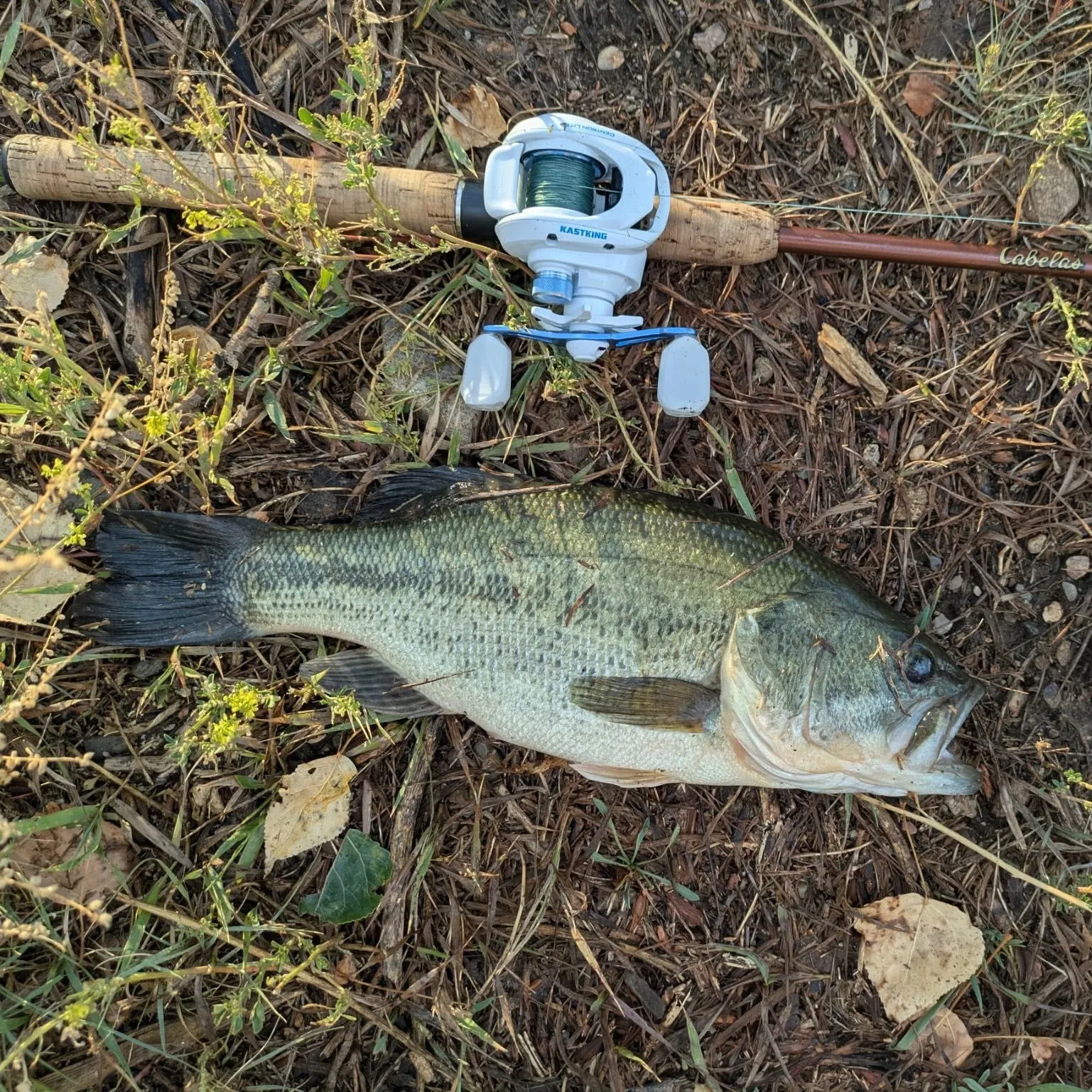 Fish caught on Fishbrain