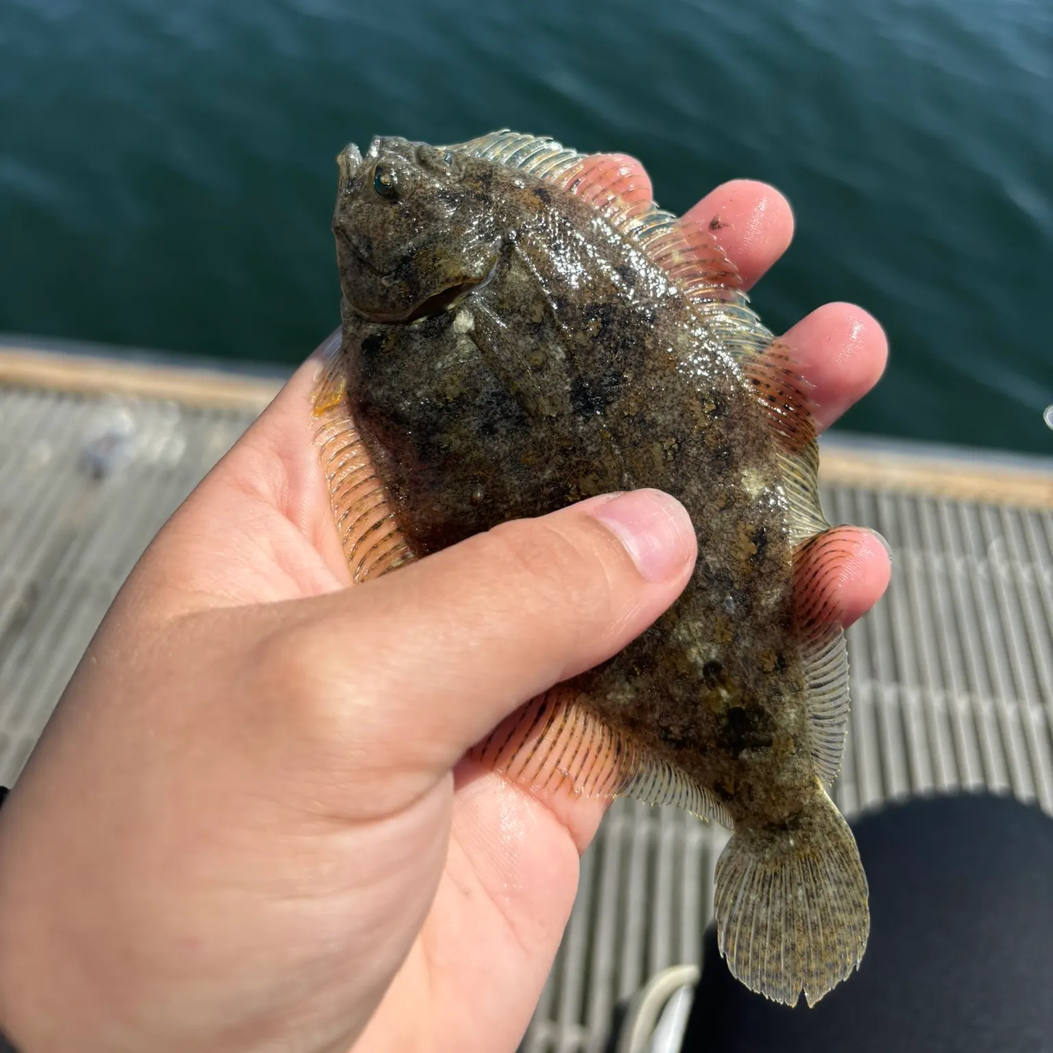 The most recent Southern flounder catches on Fishbrain