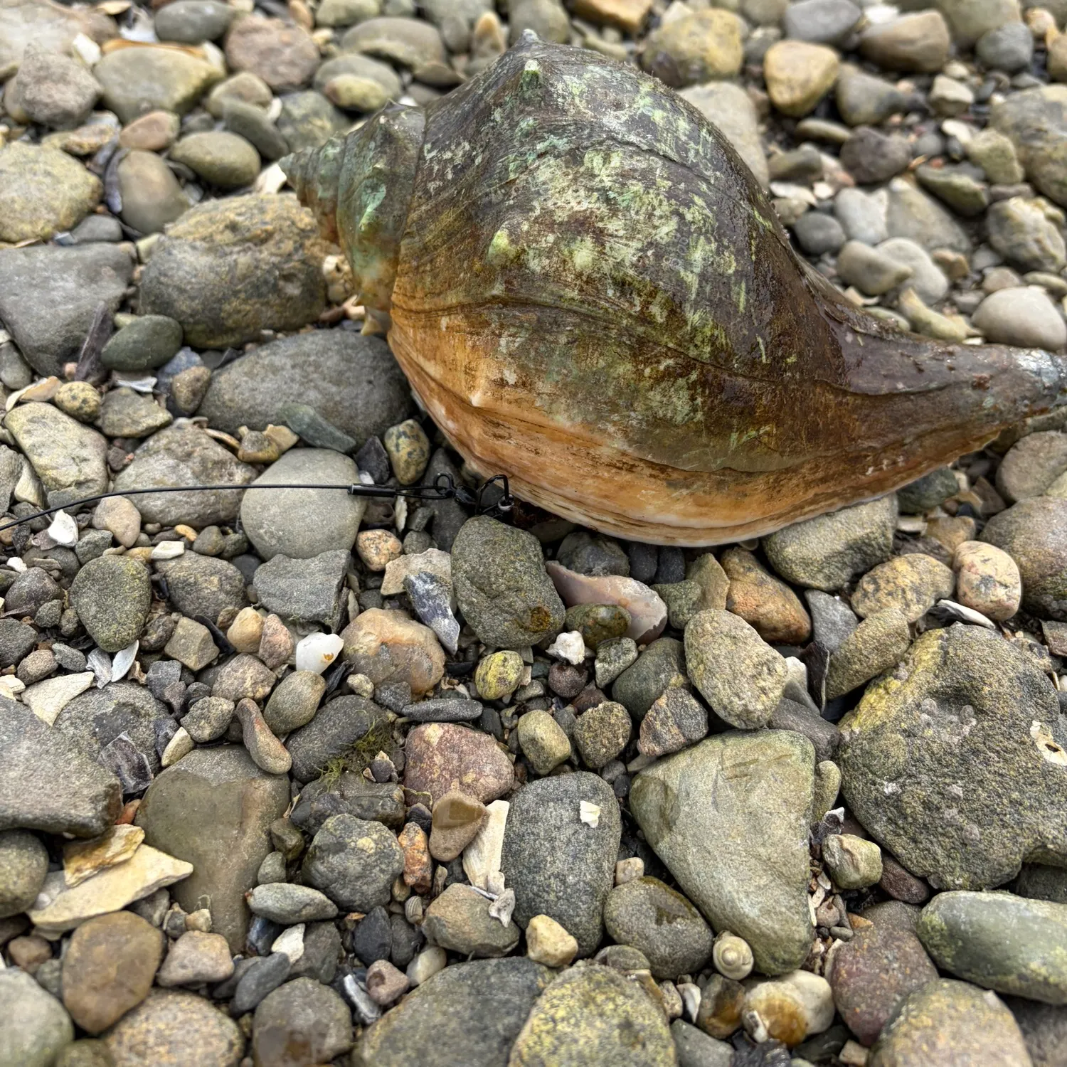 The most recent Blacktail snailfish catches on Fishbrain