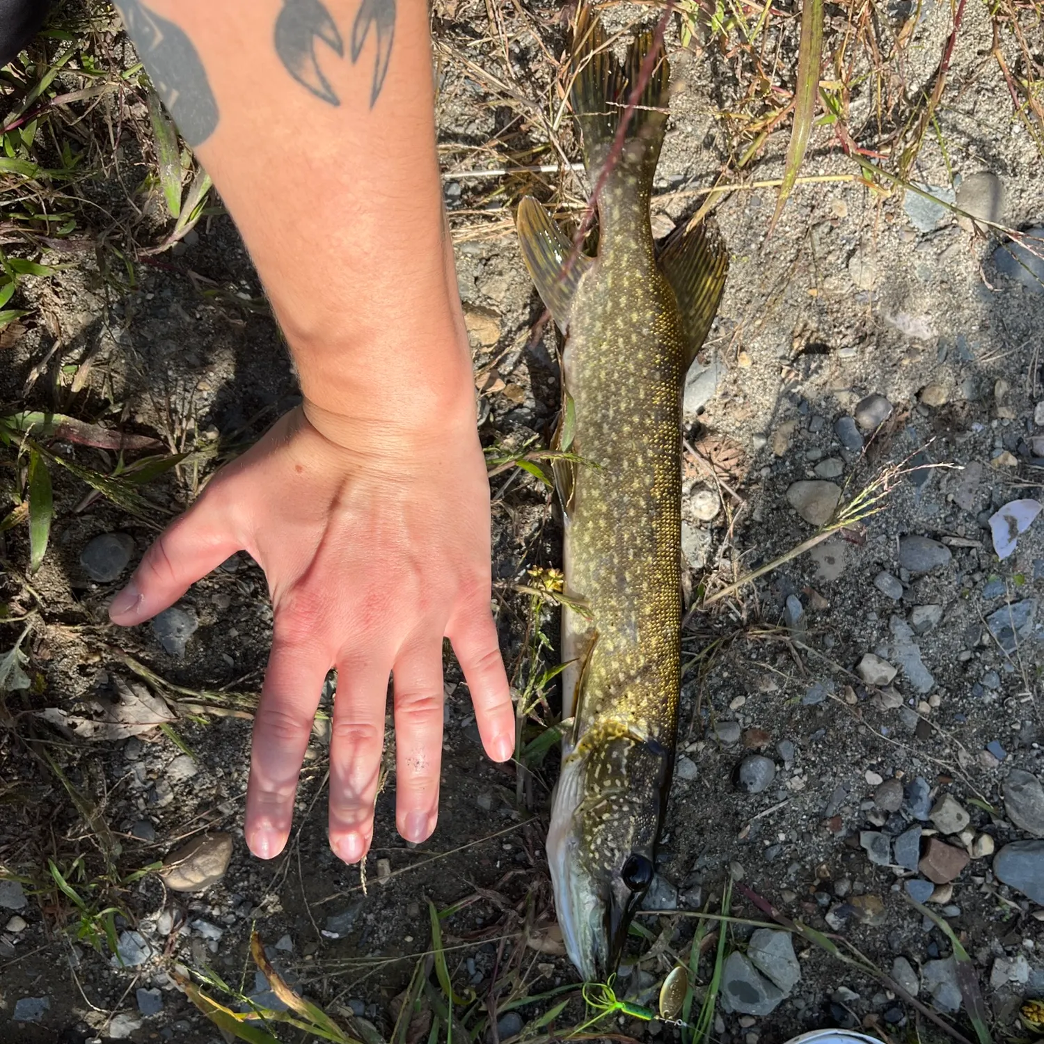 Northern pike caught on Fishbrain