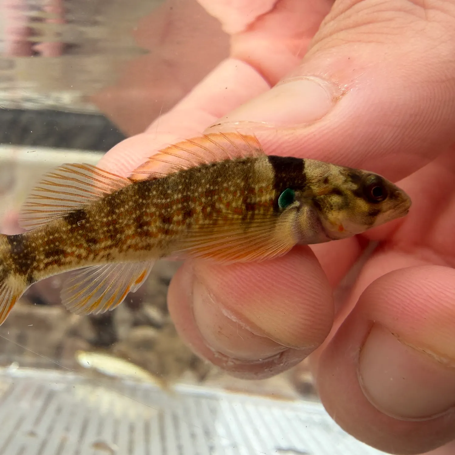 The most recent Roanoke darter catches on Fishbrain
