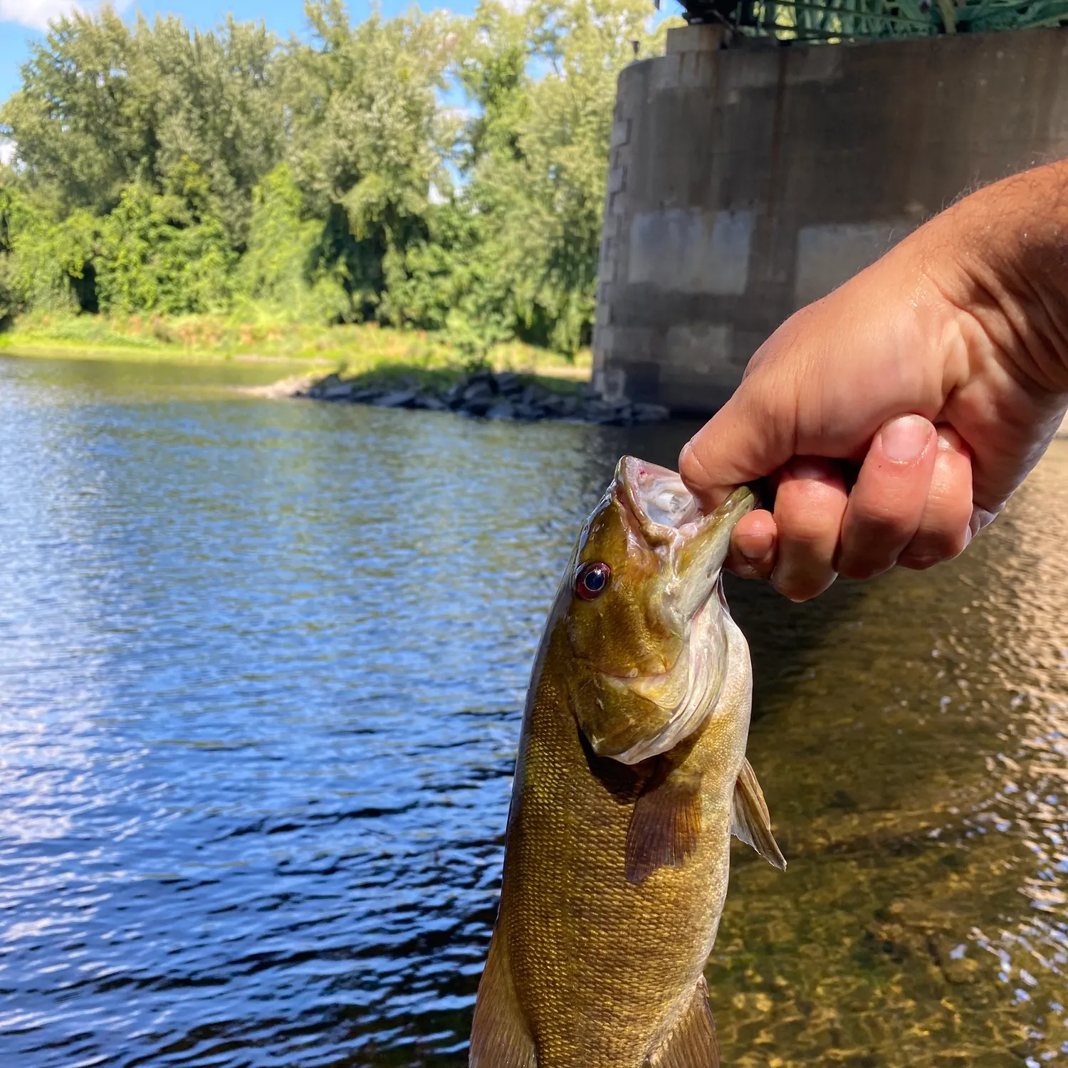 Smallmouth bass caught on Fishbrain