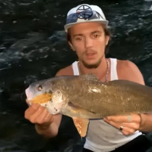 Freshwater drum caught on Fishbrain