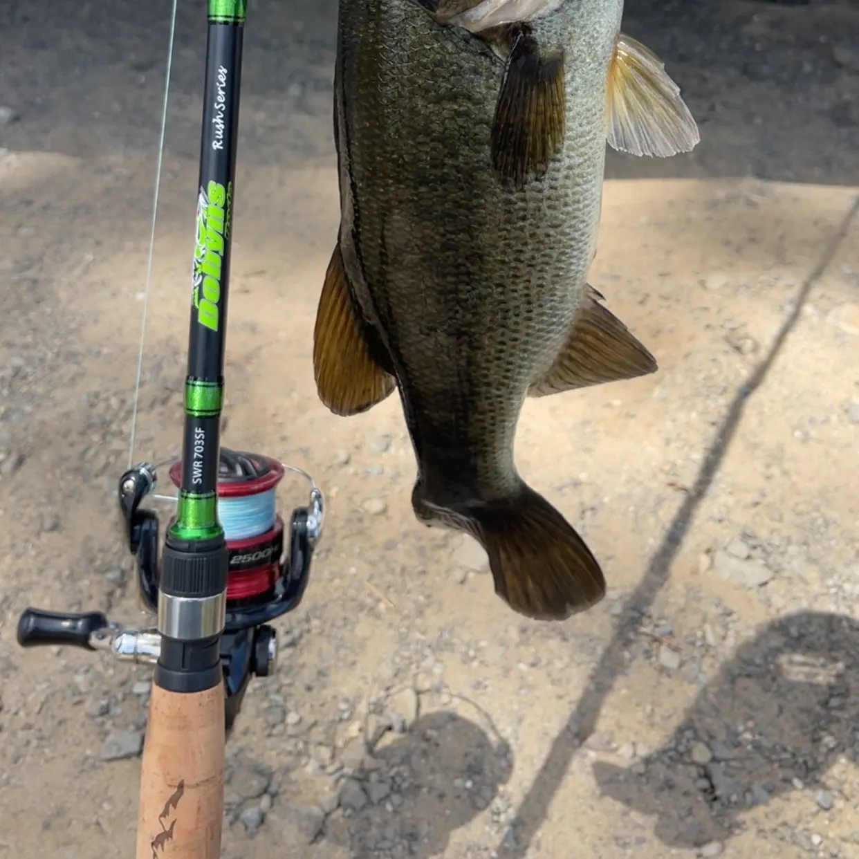Largemouth bass caught on Fishbrain