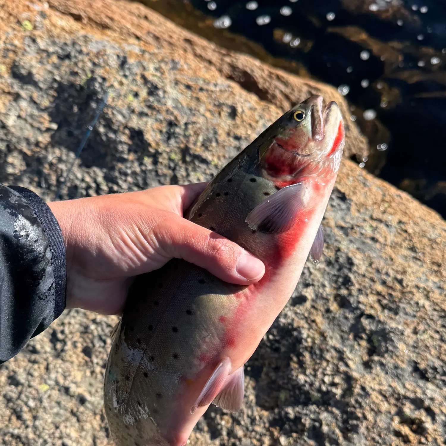 Cutthroat trout caught on Fishbrain