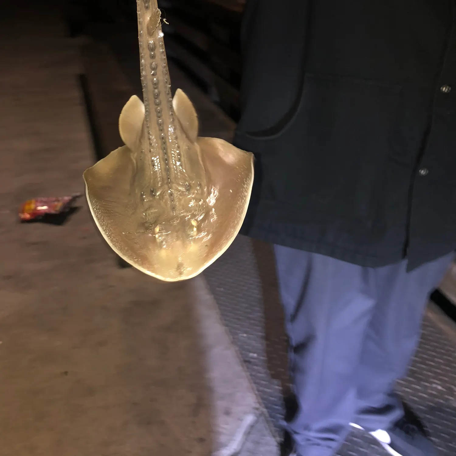 The most recent Common stingaree catches on Fishbrain