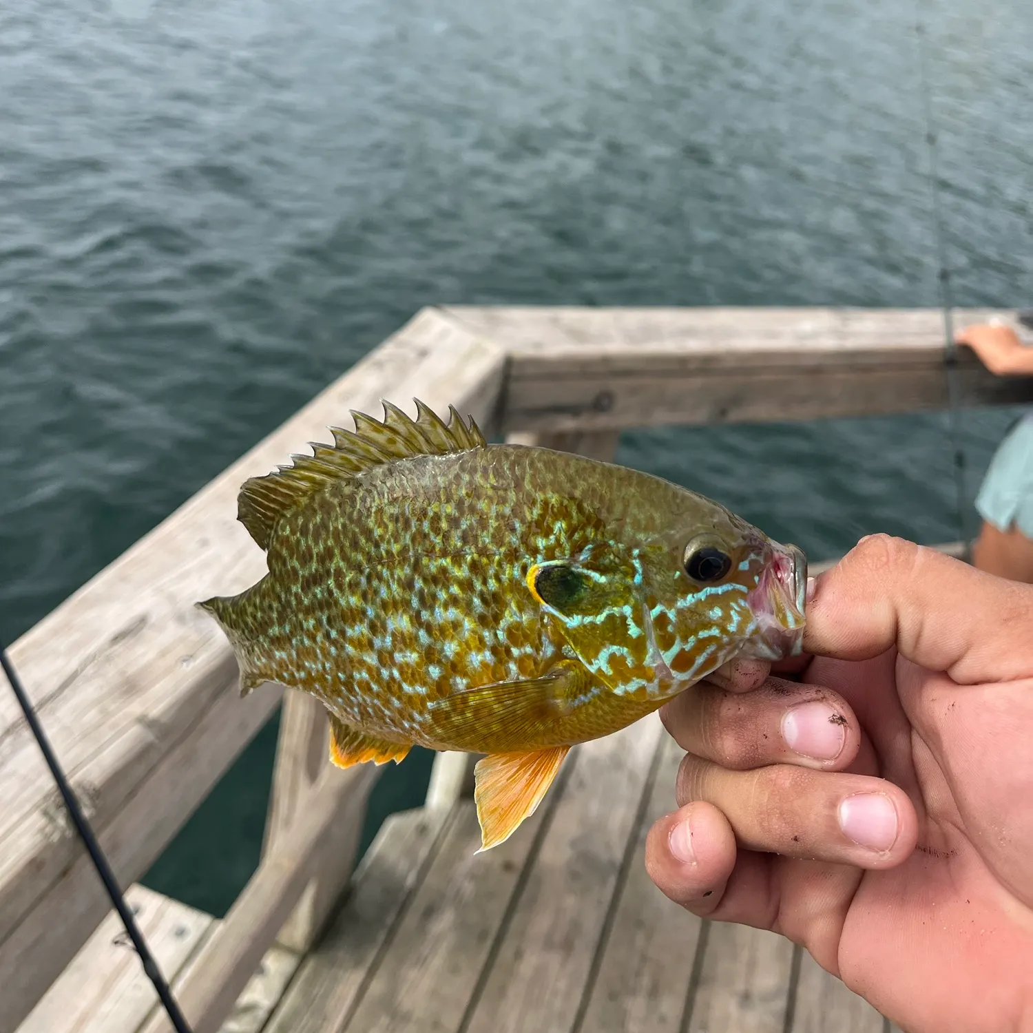 Greengill hybrid caught on Fishbrain