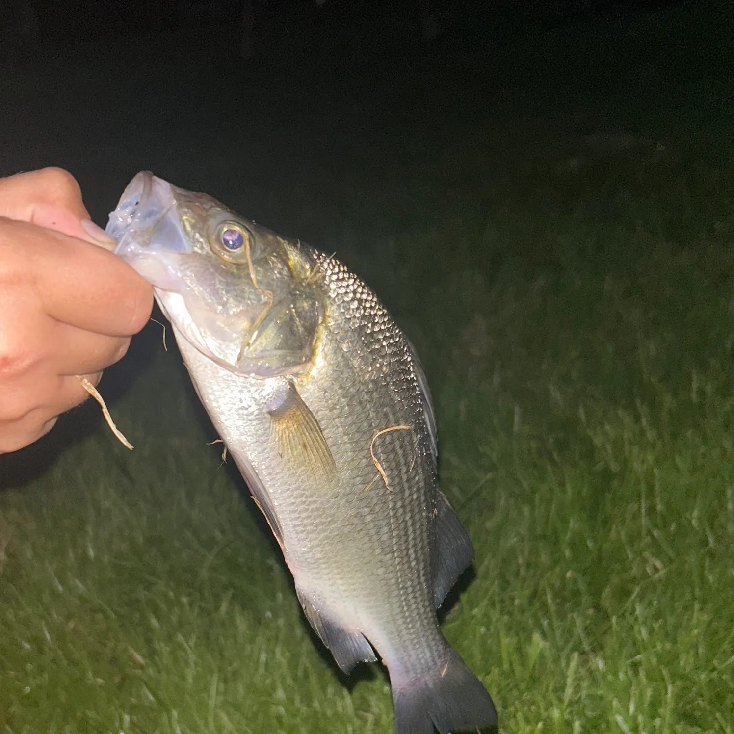 White perch caught on Fishbrain