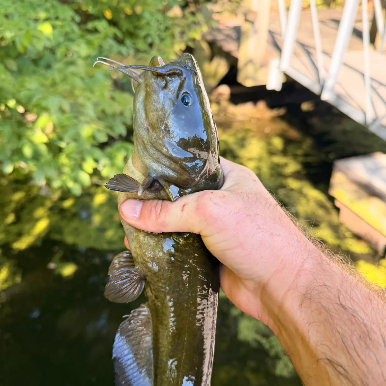Black bullhead caught on Fishbrain