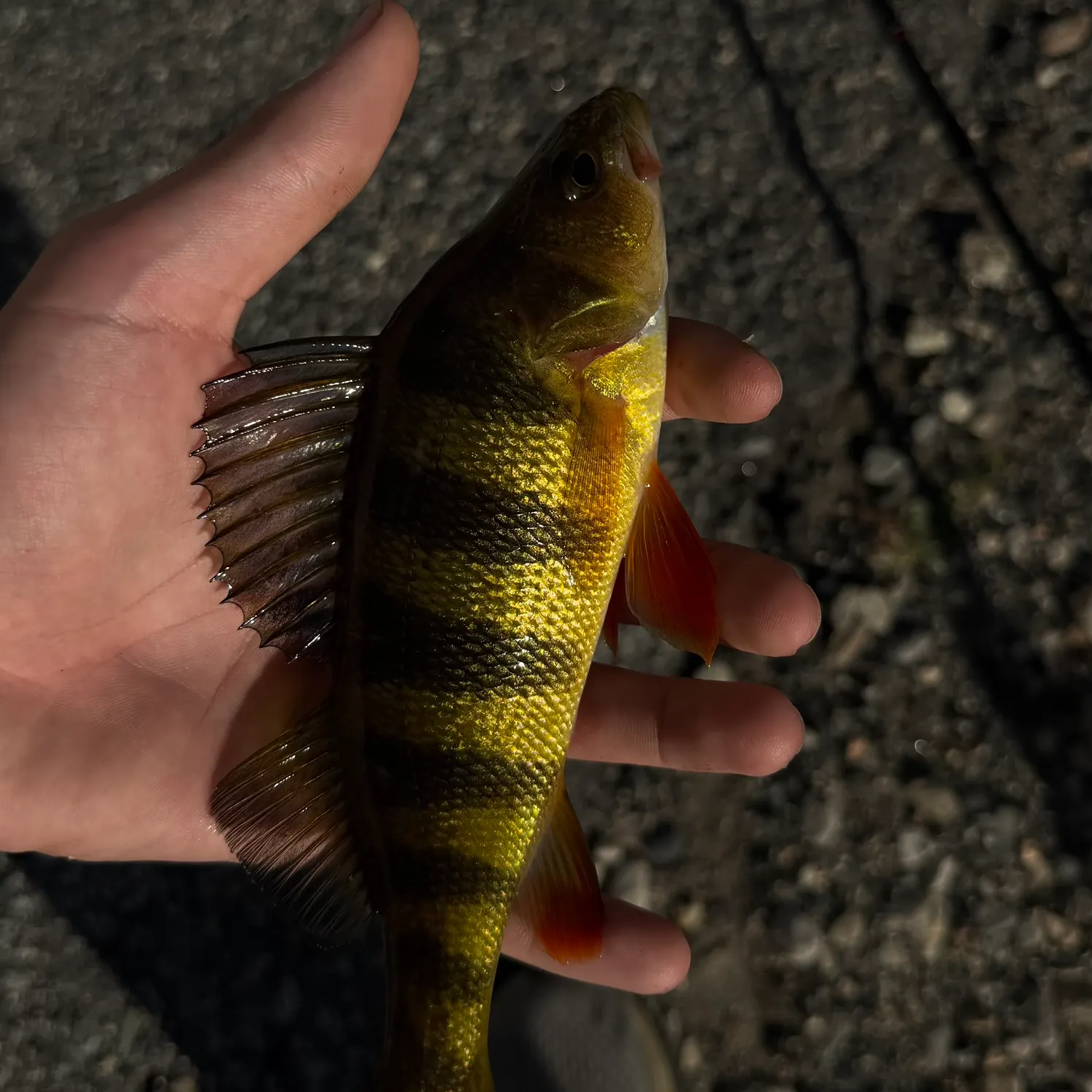 Yellow perch caught on Fishbrain
