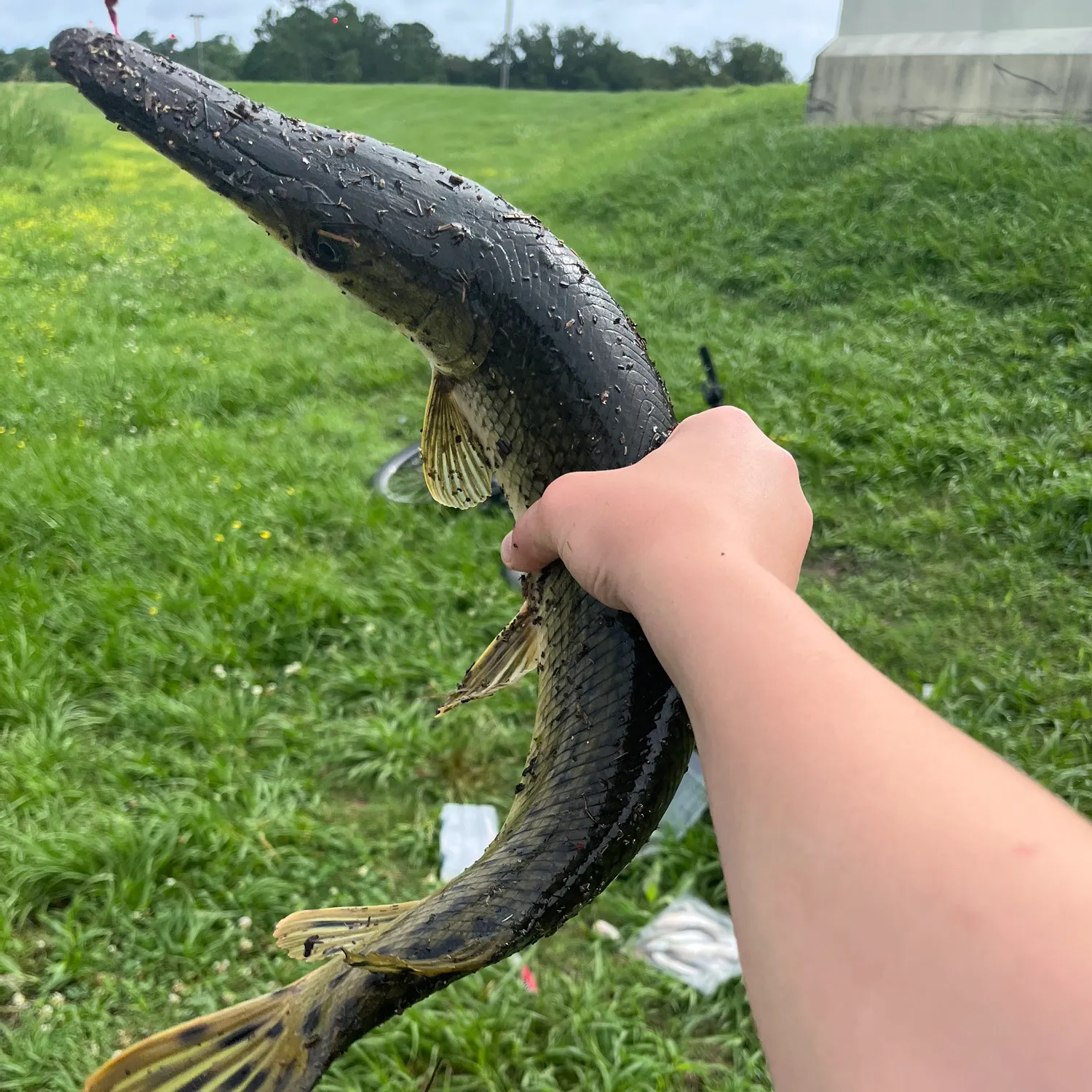 The most recent Alligator gar catches on Fishbrain