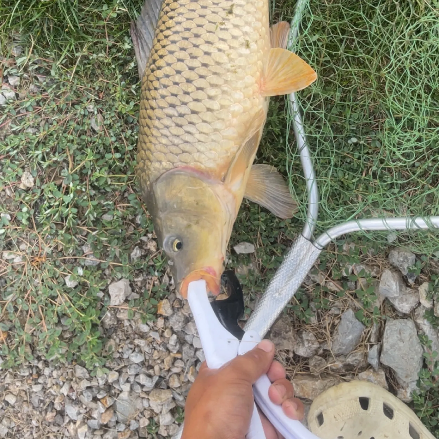 The most recent Common carp catches on Fishbrain