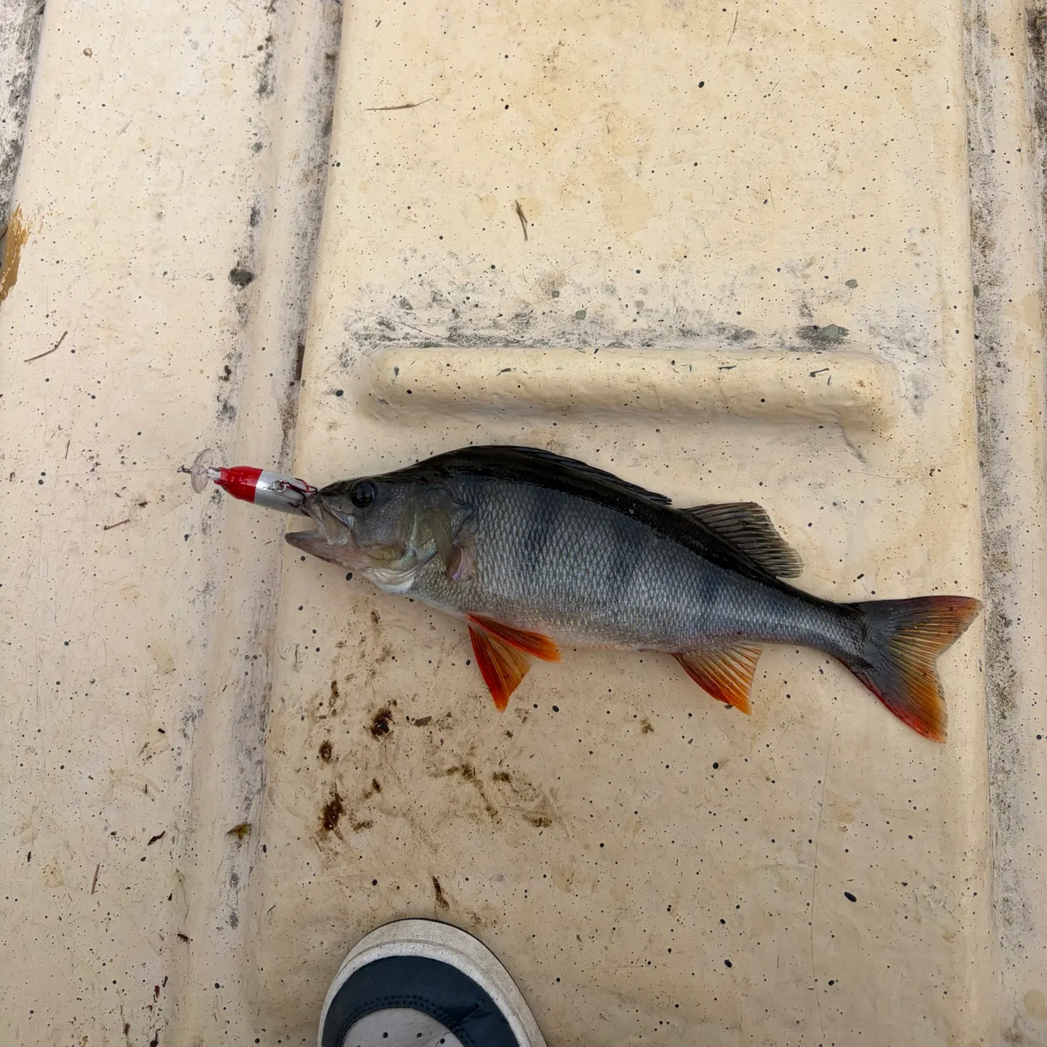 European perch caught on Fishbrain