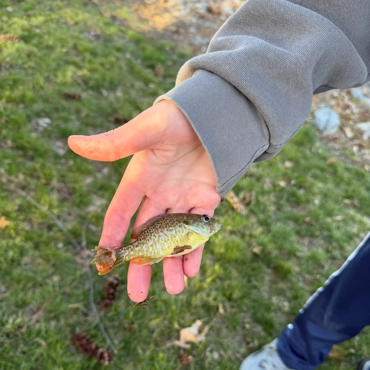 The most recent Greengill hybrid catches on Fishbrain