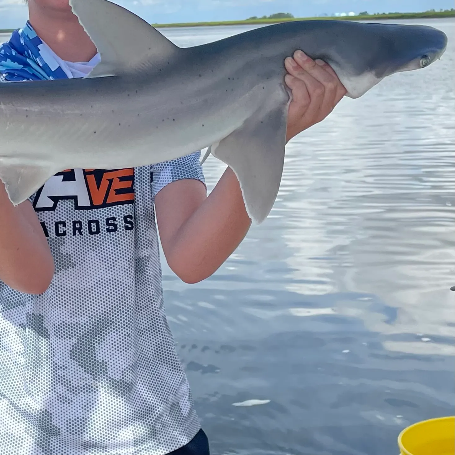 The most recent Bull shark catches on Fishbrain