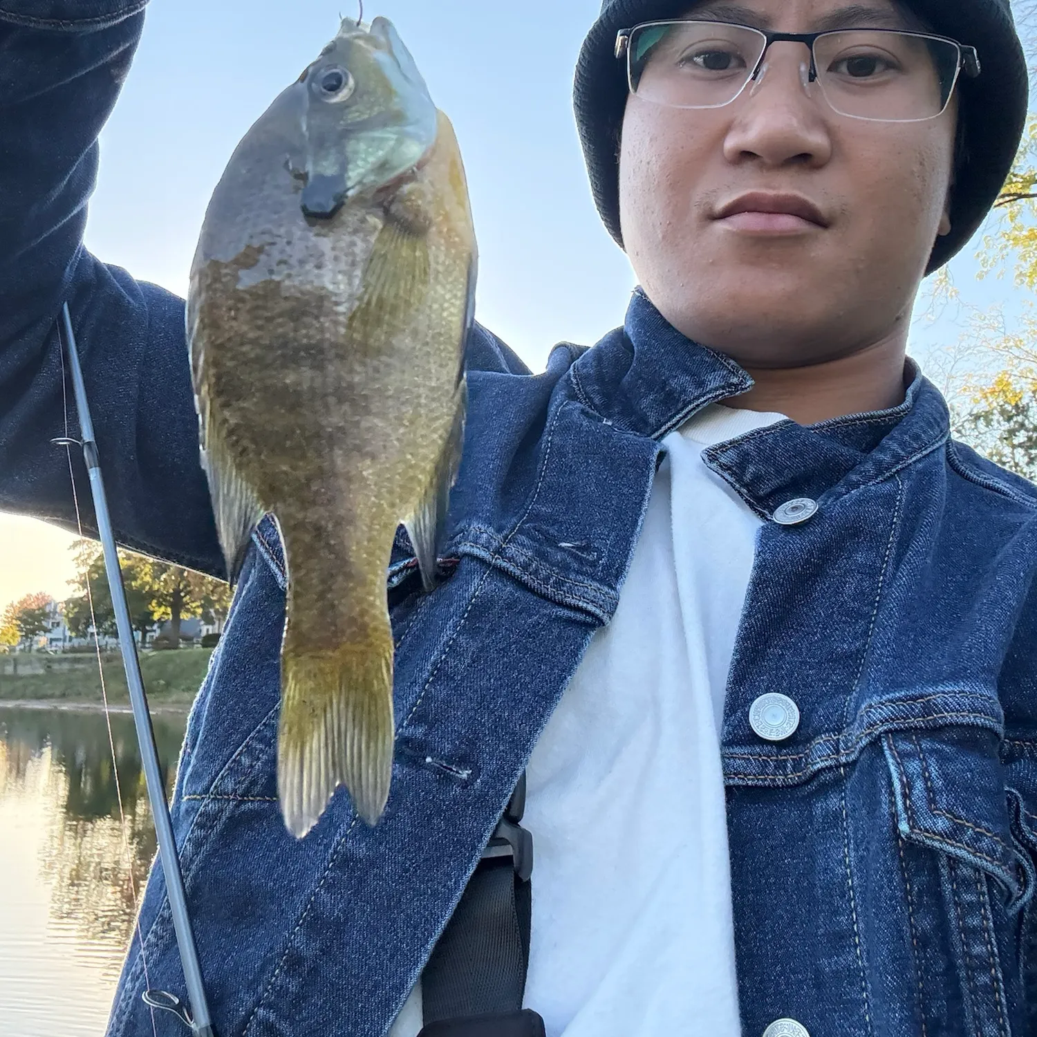 Bluegill caught on Fishbrain
