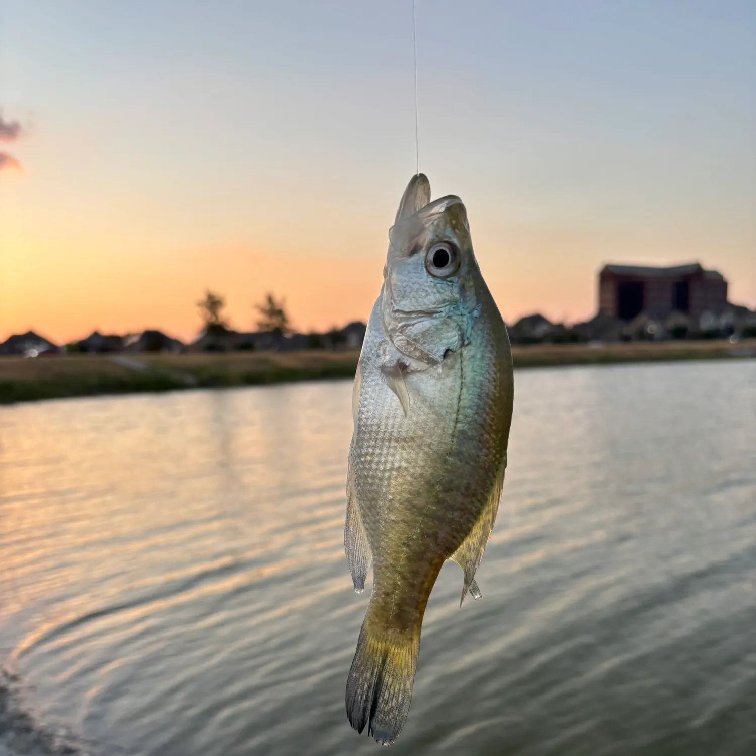 White crappie caught on Fishbrain