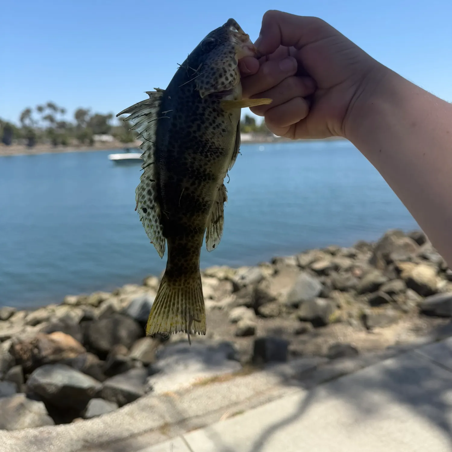 The most recent Spotted sand bass catches on Fishbrain