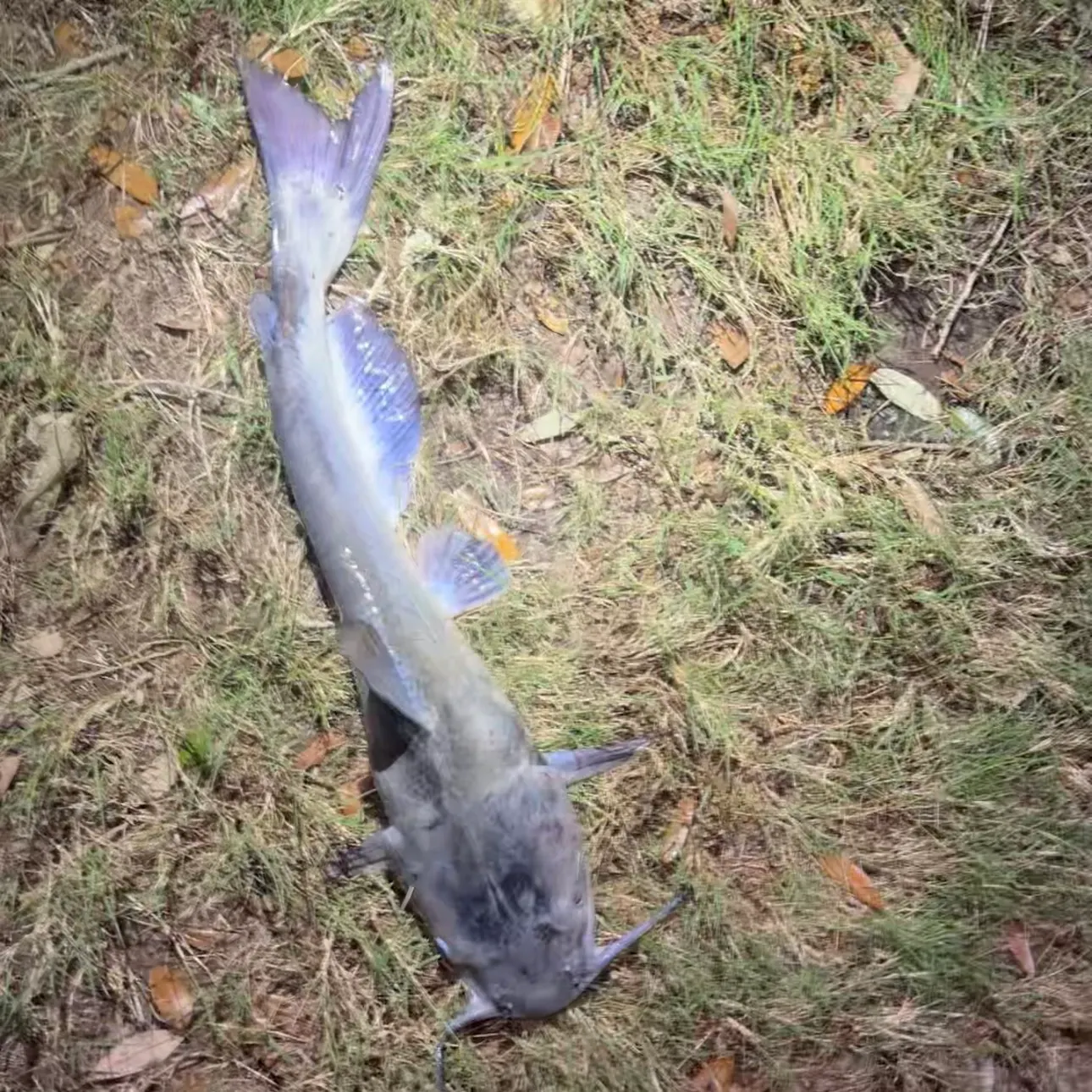 Channel catfish caught on Fishbrain