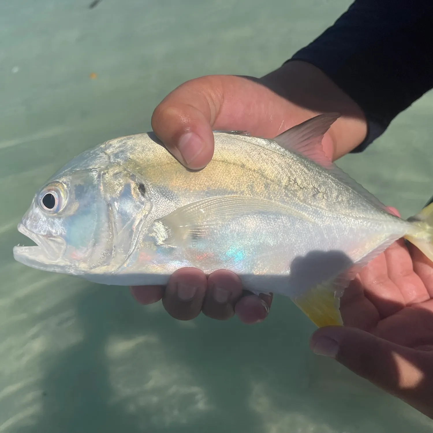 The most recent Crevalle jack catches on Fishbrain