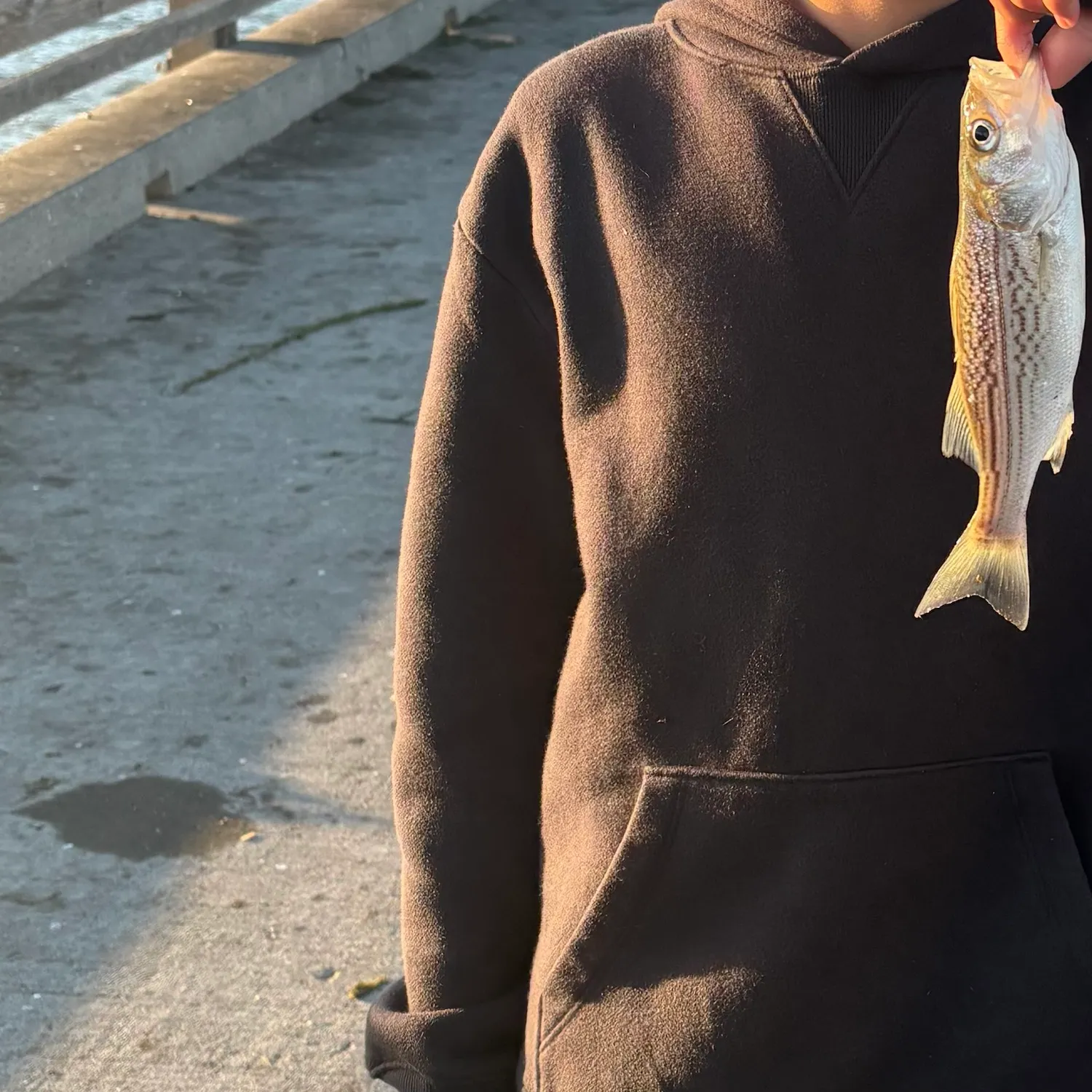 Striped bass caught on Fishbrain