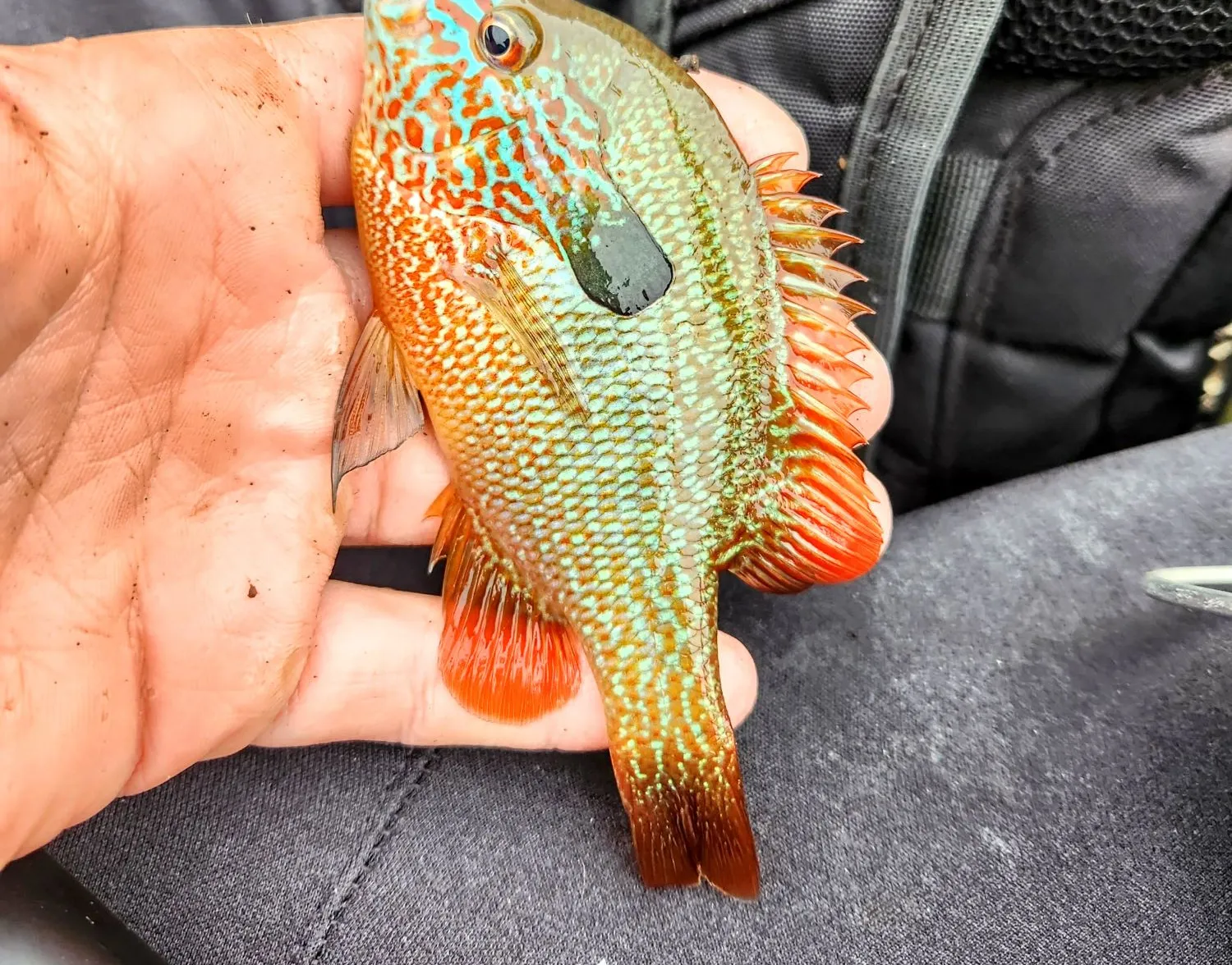 Longear sunfish