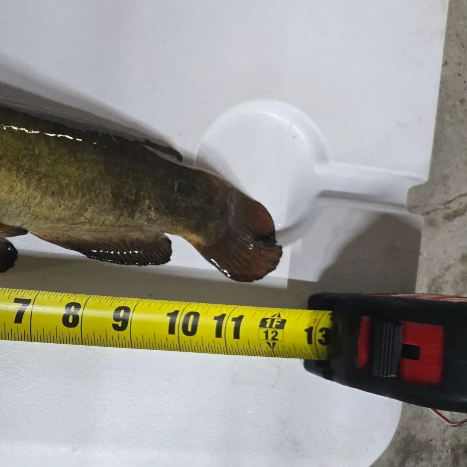 Brown bullhead caught on Fishbrain